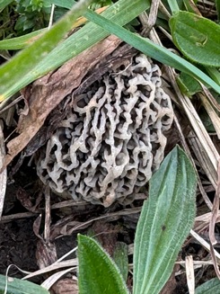 Gut versteckte große Speisemorchel; Foto Oliver 15.3.24 Gut versteckte große Speisemorchel; Foto Oliver 15.3.24