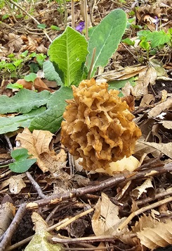 Speisemorchel bei Schlüsselblume; Foto Birgit 8.4.24