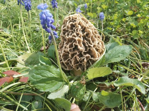 Speisemorchel, Traubenhyanithen; Foto Simon 26.3.26