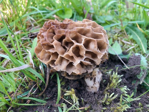 Speisemorchel Thomas 11.4.23 Speisemorchel Thomas 11.4.23