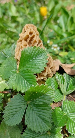 Gelbe Speisemorchel bei Walderdbeere; Foto Philipp 26.3.24