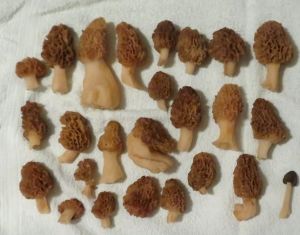 Speisemorchelfund; Foto Michael 14.4.26