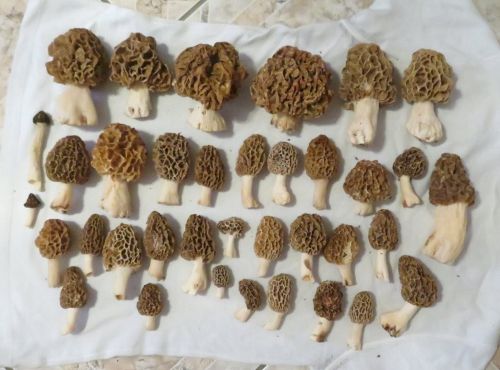 Guter Fund von Speisemorcheln; Foto Michael 18.4.26