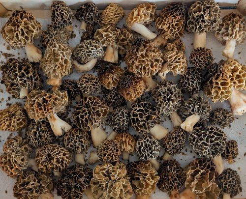 Speisemorcheln; Foto Thomas 5.4.26