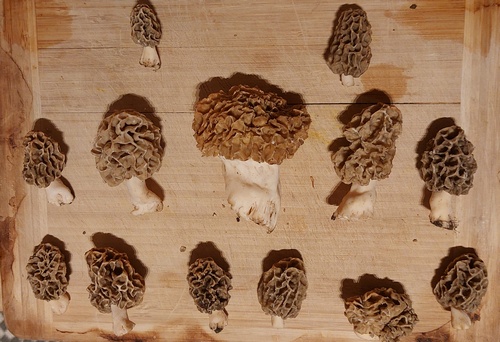 Speisemorchelfund; Foto Tim 28.3.24 Speisemorchelfund; Foto Tim 28.3.24