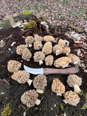 Speisemorcheln auf Baumstumpf; Foto Heiko 24.3.24 Speisemorcheln auf Baumstumpf; Foto Heiko 24.3.24