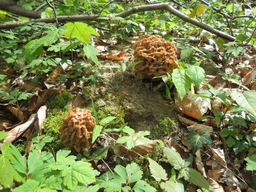 Speisemorcheln auf Lehmboden; Foto Michael 17.4.26
