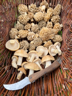 Gelbe Speisemorcheln und Maipilze im Korb; Foto Heiko 24.3.24 Gelbe Speisemorcheln und Maipilze im Korb; Foto Heiko 24.3.24
