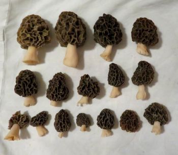 Speisemorchelfund; Foto Michael 1.4.26