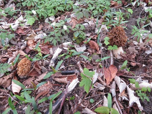 Zwei Gelbe Speisemorcheln; Foto Michael 26.3.24 Zwei Gelbe Speisemorcheln; Foto Michael 26.3.24