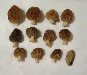 Speisemorcheln, Morchelbecherling; Foto Michael 26.3.26