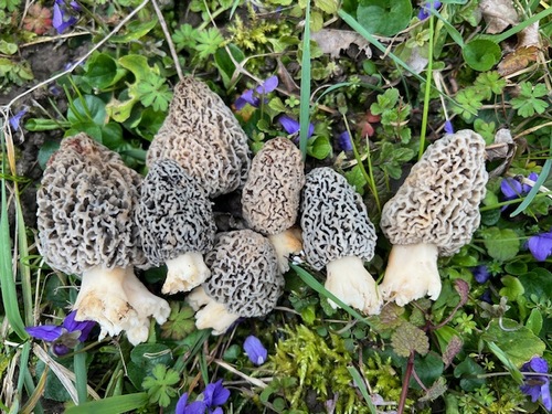 Herrliche Speisemorcheln; Foto Oliver 13.3.24 Herrliche Speisemorcheln; Foto Oliver 13.3.24