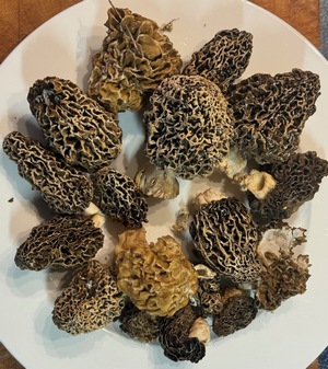 Gut ein Dutzend Speisemorcheln; Foto Oliver 25.3.24 Gut ein Dutzend Speisemorcheln; Foto Oliver 25.3.24