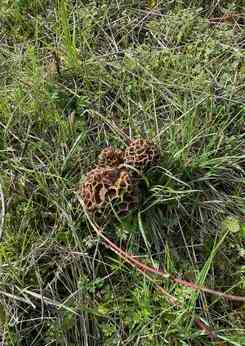 Speisemorcheln im Bereich des Obstbaumes; Foto Ralf 19.3.24 Speisemorcheln im Bereich des Obstbaumes; Foto Ralf 19.3.24