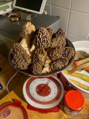 Ein knappes Pfund Speisemorcheln; Foto Felix 24.4.26