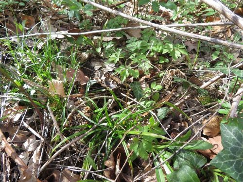 Speisemorcheln, gut getarnt; Foto Michael 1.4.26