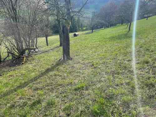 Speisemorchel-Wiese mit alten Obstbäumen; Foto Ralf 19.3.24 Speisemorchel-Wiese mit alten Obstbäumen; Foto Ralf 19.3.24