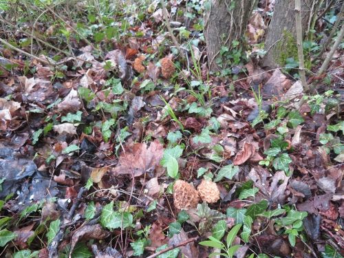 Auwaldszenerie 2 mit Speisemorcheln; Foto Michael 14.4.26