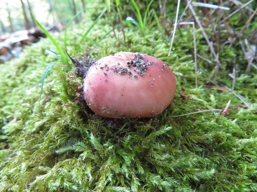 Speisetäubling; Foto Michael 4.6.24 Speisetäubling; Foto Michael 4.6.24