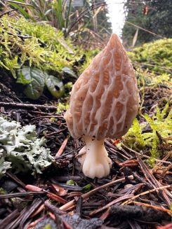 Spitzmorchel 1; Foto Heiko 13.2.26