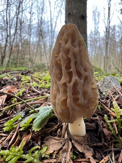 Spitzmorchel 1; Foto Heiko 17.3.24 Spitzmorchel 1; Foto Heiko 17.3.24