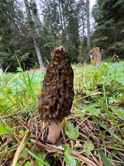 Spitzmorchel 1; Foto Heiko 18.4.24 Spitzmorchel 1; Foto Heiko 18.4.24