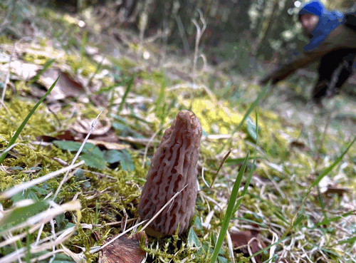 Spitzmorchel 1; Foto Stefan 4.6.26