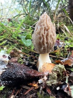 Spitzmorchel 2; Foto Heiko 13.2.26