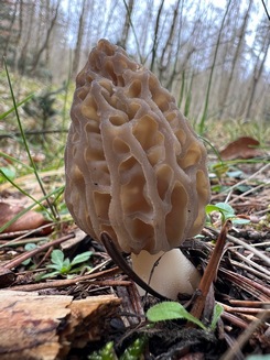 Spitzmorchel 2; Foto Heiko 17.3.24 Spitzmorchel 2; Foto Heiko 17.3.24