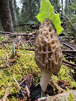 Spitzmorchel 2; Foto Heiko 18.4.24 Spitzmorchel 2; Foto Heiko 18.4.24