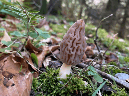 Spitzmorchel 2; Foto Stefan 6.4.26