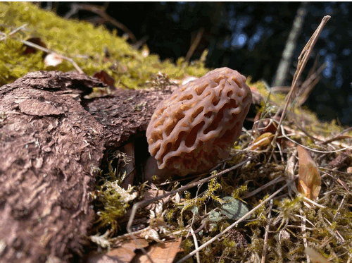 Spitzmorchel 3; Foto Stefan 6.4.26