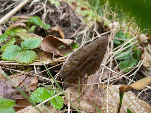 Spoitzmorchel 4; Foto Stefan 6.4.26