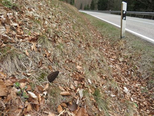 Spitzmorchel auf einer Böschung entlang der Straße; Foto Michael 30.3.26