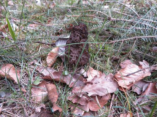 Spitzmorchel bei einer Fichte; Foto Michael 30.3.26