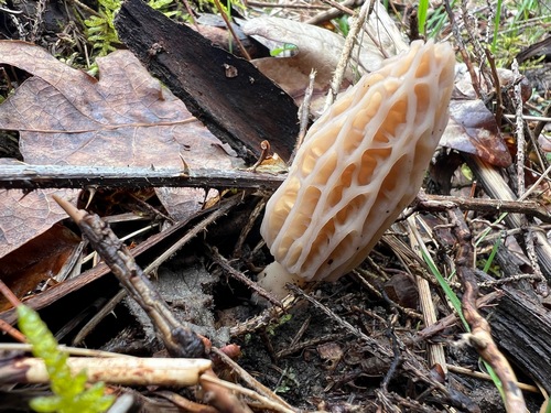 Schräg wachsende Spitzmorchel; Foto Heiko 17.3.24 Schräg wachsende Spitzmorchel; Foto Heiko 17.3.24