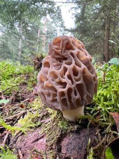 Spitzmorchel; Foto Heiko 22.3.26