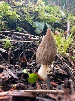 Spitzmorchel, gefunden am 25. Januar 2026; Foto Heiko 25.1.2