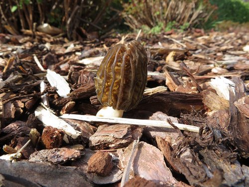 Spitzmorchel mit ausgeprägten Längsrippen; Foto Michael 21.3.24 Spitzmorchel mit ausgeprägten Längsrippen; Foto Michael 21.3.24