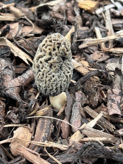 Spitzmorchel; Foto Rolf 30.3.26