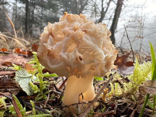 Spitzmorchel, fast durchscheinend; Foto Heiko 29.2.24