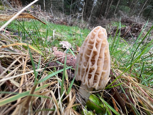 Spitzmorchel im Gras; Foto Heiko 17.3.24 Spitzmorchel im Gras; Foto Heiko 17.3.24