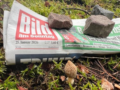 Spitzmorchel mit Tagesdatum25. Januar 2026 der Bild am Sonntag Foto Heiko 25.1.26