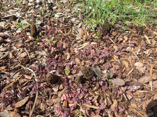 Spitzmorcheln im Mulchbeet; Foto Michael 28.3.26