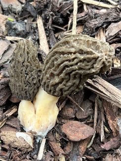 Spitzmorchel-Duo; Foto Rolf 30.3.26