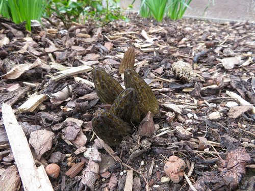 Spitzmorchelfamilie im Mulch; Foto Michael 23.3.24 Spitzmorchelfamilie im Mulch; Foto Michael 23.3.24