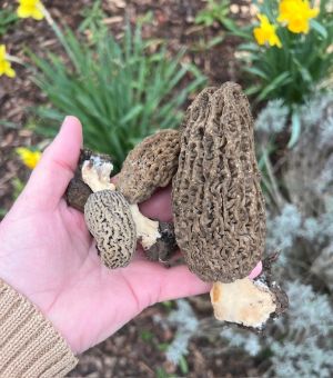 Große und kleine Spitzmorcheln aus dem Mulchbeet; Foto Rolf 30.3.26