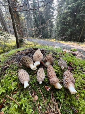 Spitzmorchelnfund, Waldweg; Foto Heiko 22.3.26