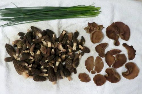 Fund von Spitzmorcheln, wild wachsendem Schnittlauch und Morchelbecherlingen; Foto Michael 28.3.26