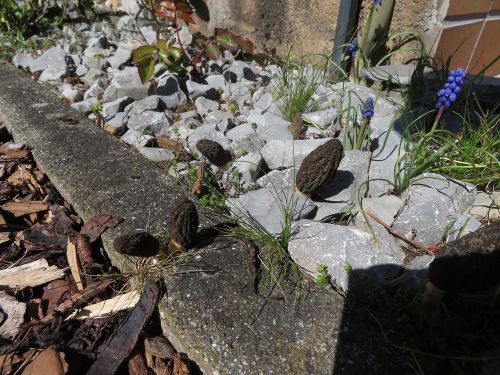 'Spitzmorcheln im Mulch- und Steinbeet; Foto Michael 8.4.26
